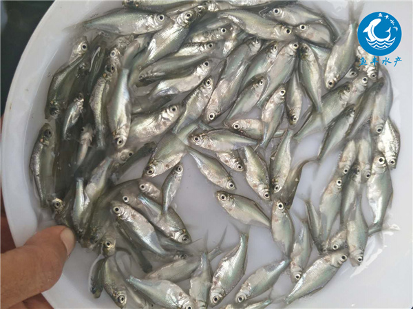 草鱼远景猜测及出资战略咨询陈述{秦皇岛市场营销情况剖析